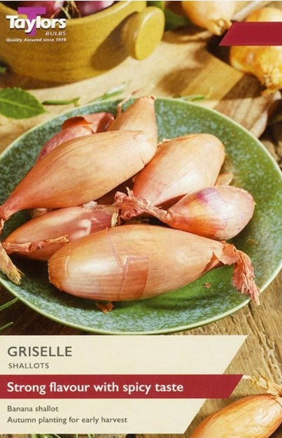 Taylors Bulbs 6 Griselle Shallots