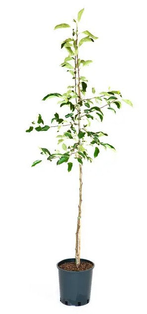 Apple (Malus) Bramley's Seedling Half Standard MM106