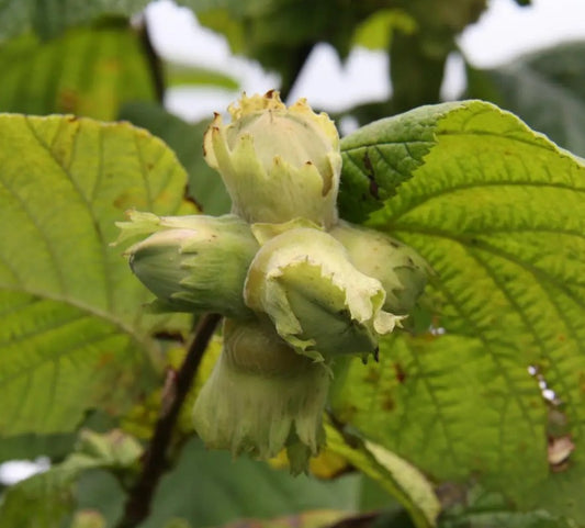 Hazel (Corylus) Hall's Giant 7L