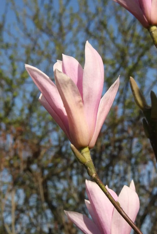 Magnolia Heaven Scent (Pink) — 12L Container
