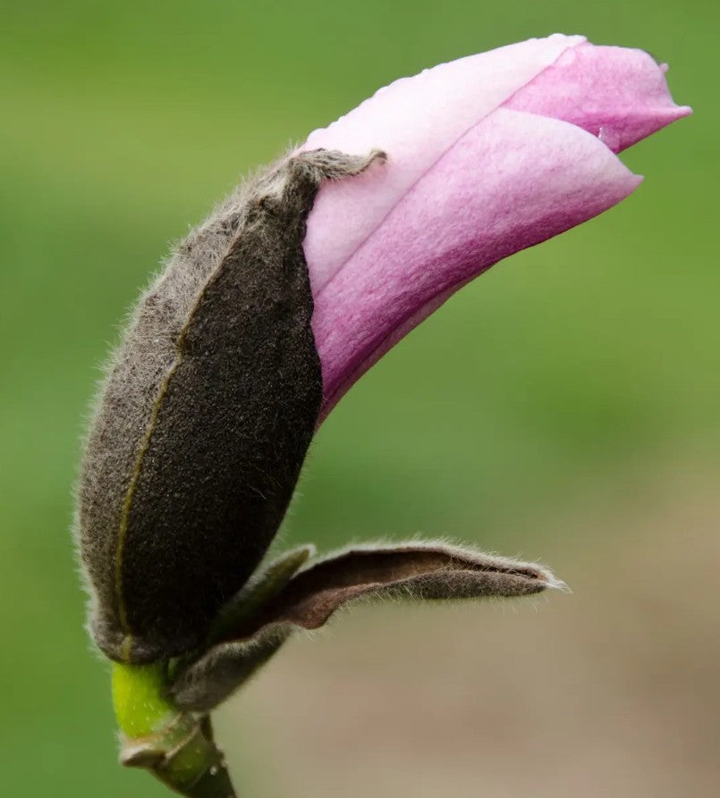 Magnolia Heaven Scent (Pink) — 12L Container