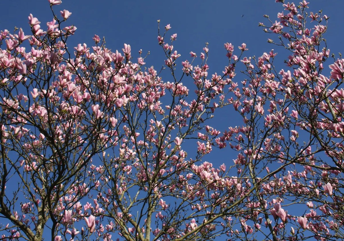 Magnolia Heaven Scent (Pink) — 12L Container