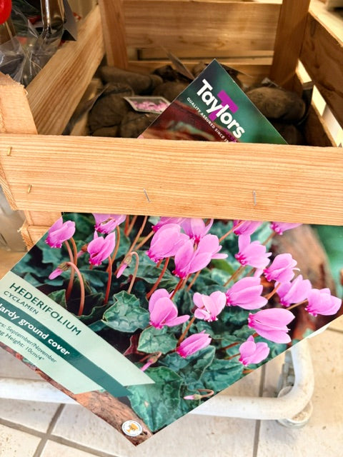 Taylors Bulbs Cyclamen hederifolium (1)