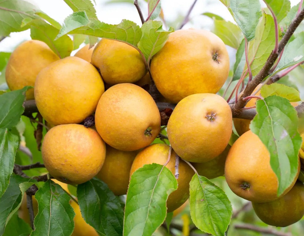 Apple (Malus) Herefordshire Russet® M26
