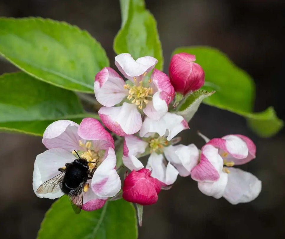 Apple (Malus) Herefordshire Russet® M26