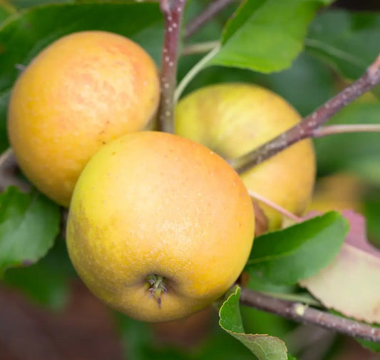 Apple (Malus) Herefordshire Russet® MM106