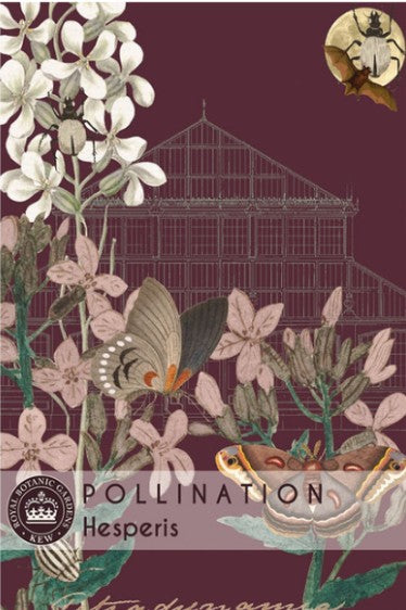 Thompson & Morgan Kew 'Hesperis' seeds