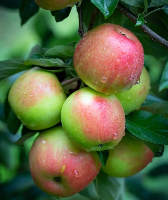Apple (Malus) Honeycrisp M26