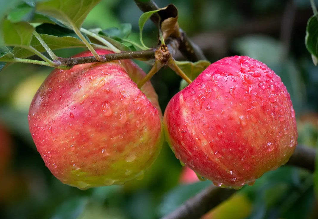 Apple (Malus) Honeycrisp M26