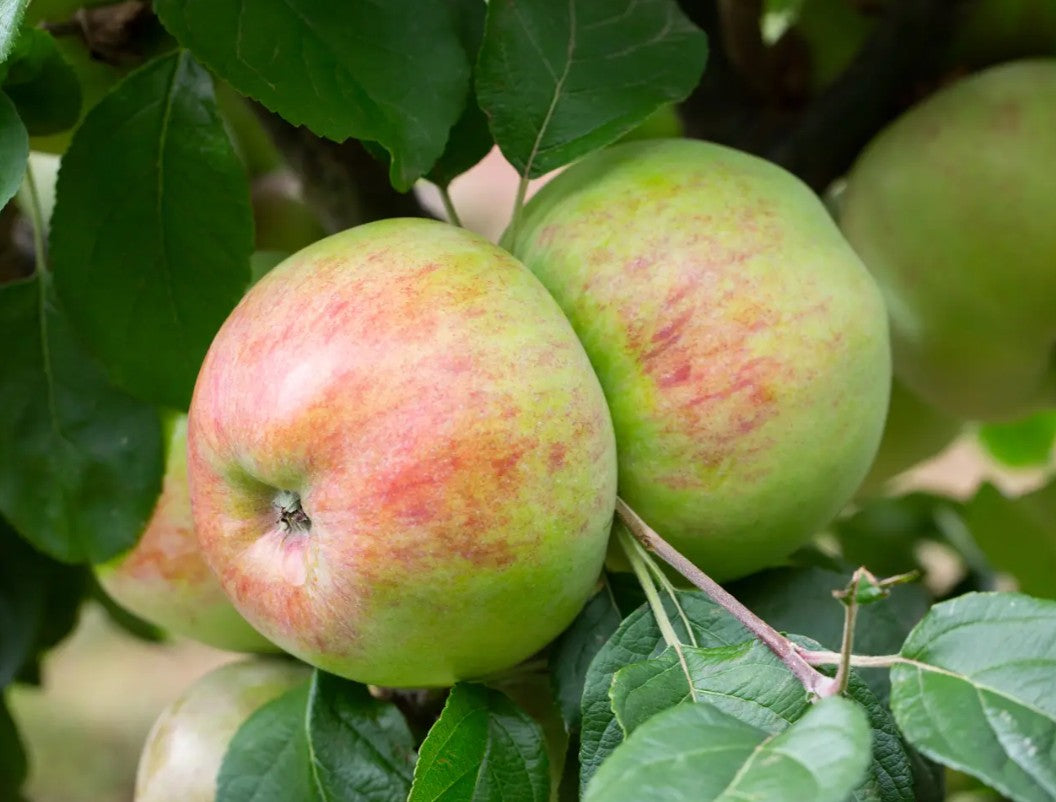 Apple (Malus) Howgate Wonder M26