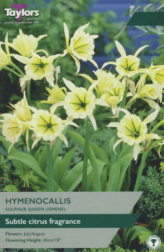 Hymenocallis Sulphur Queen spider lily with pale yellow trumpet and long white radiating petals in bloom