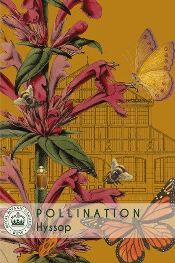 Thompson & Morgan Kew 'Hyssop' seeds