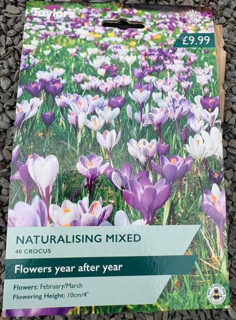 Taylors Bulbs Crocus Naturalising Mix (40)