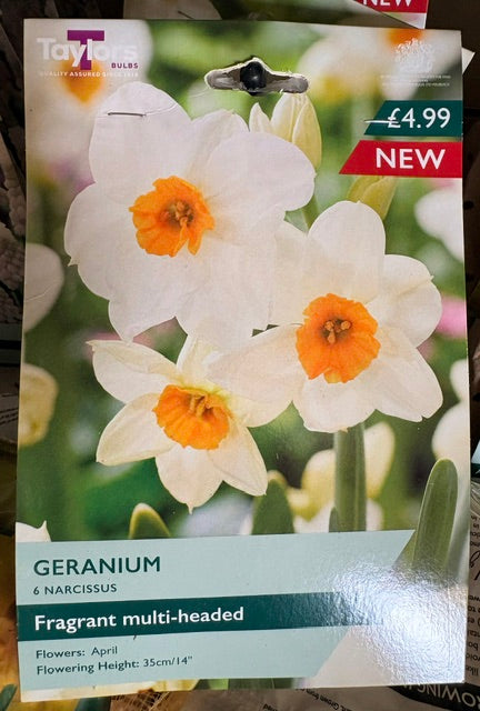 Taylor Bulbs Narcissus `Geranium` (6)
