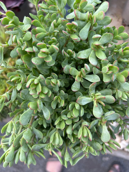 Crassula atropurpurea Tresco Seaspray 11cm pot