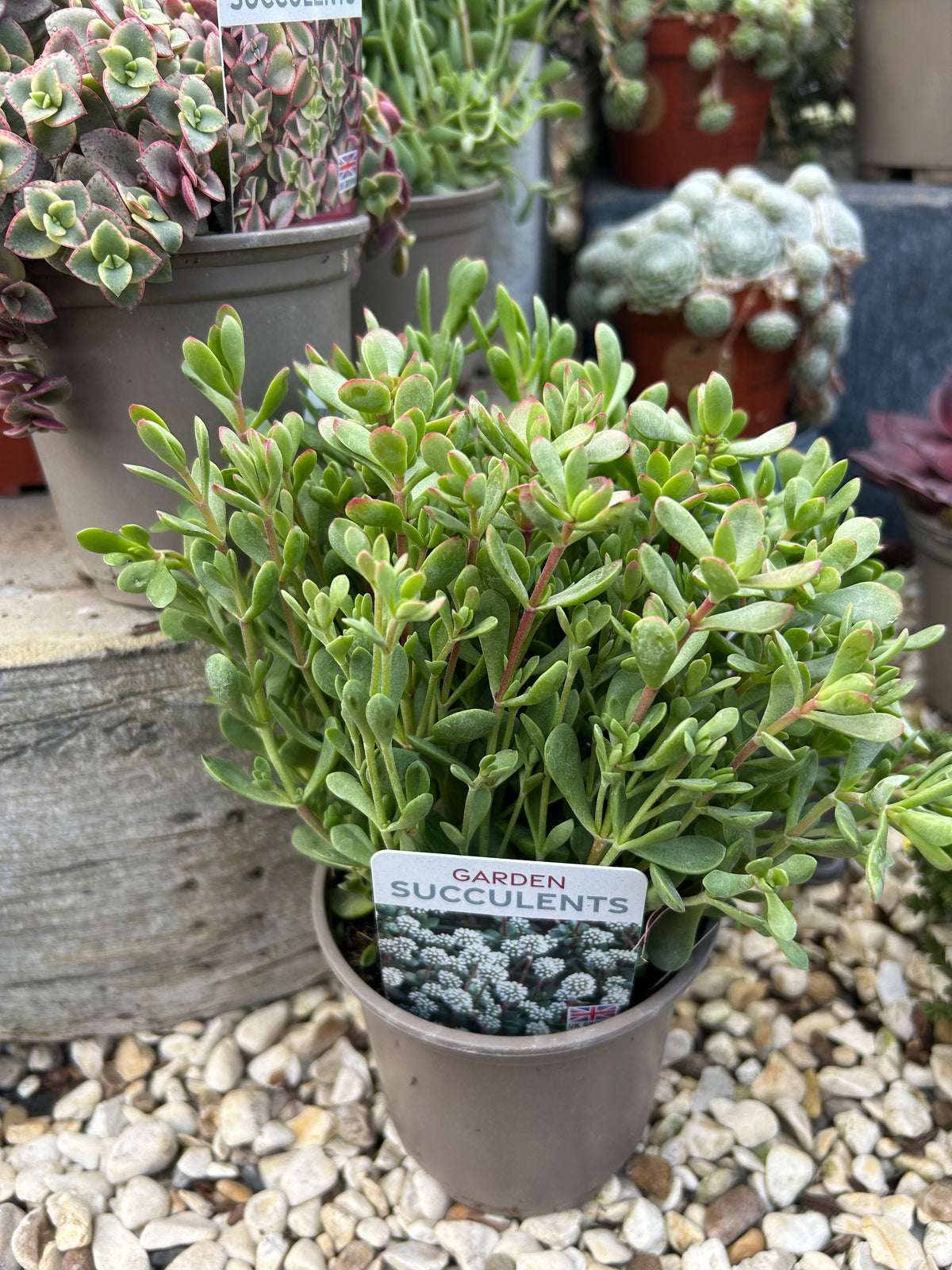 Crassula atropurpurea Tresco Seaspray 11cm pot