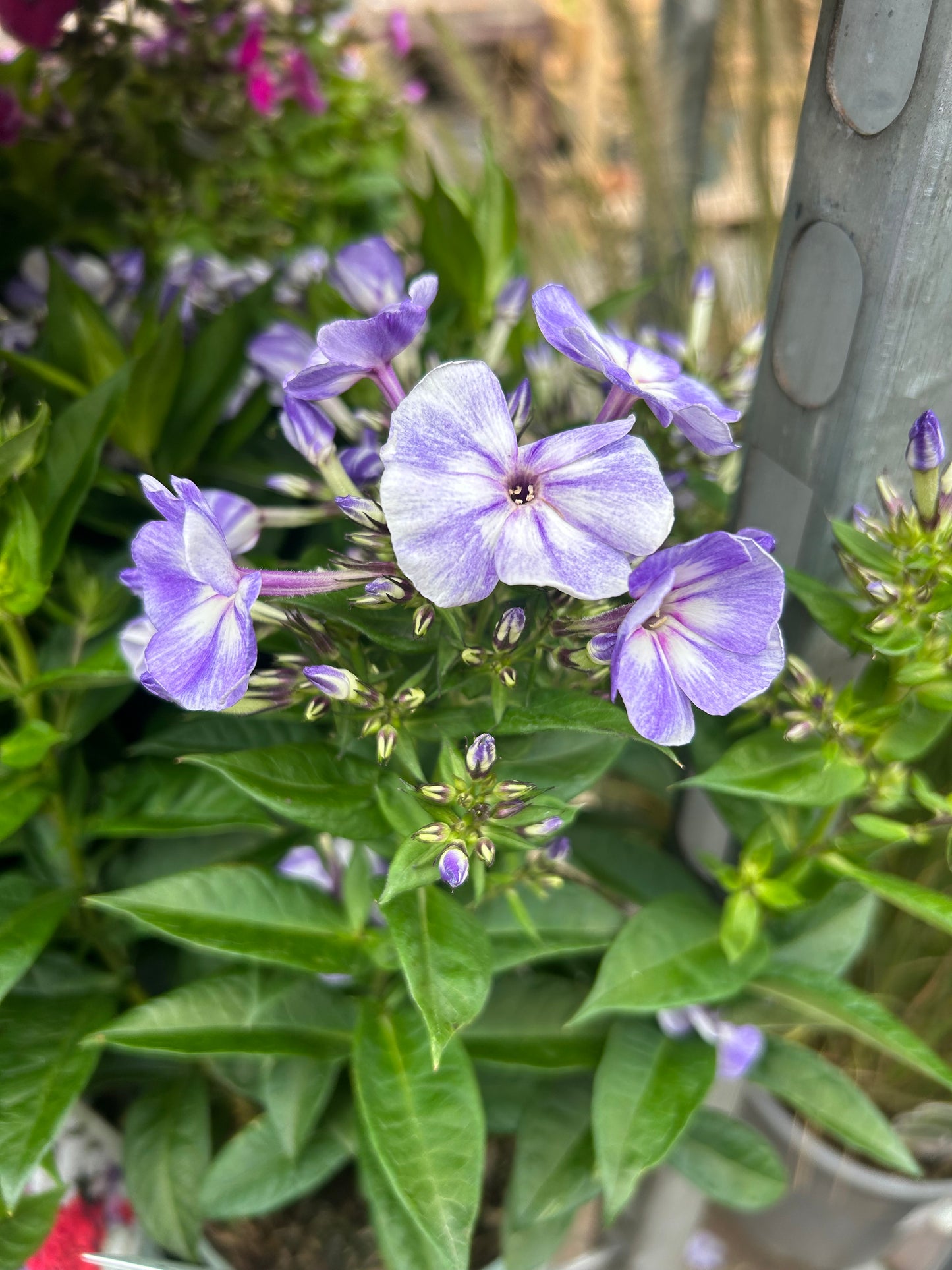 Phlox paniculata 2ltr purple star flower