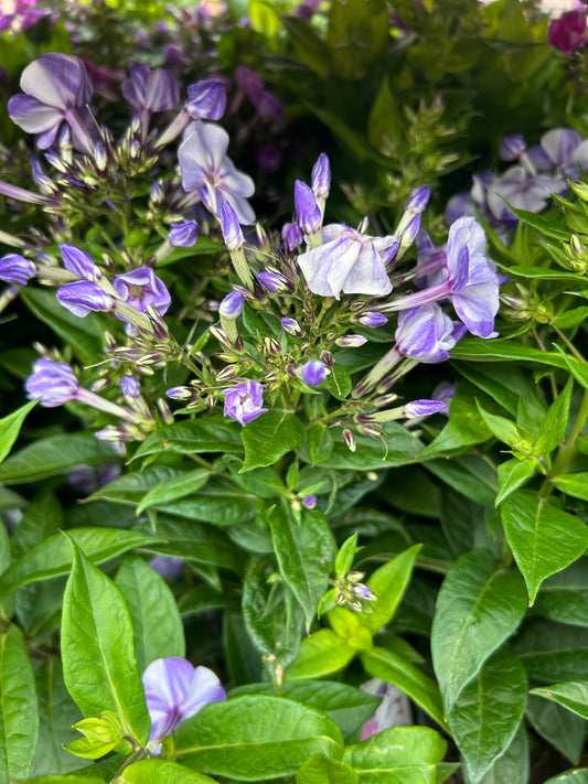 Phlox paniculata 2ltr purple star flower