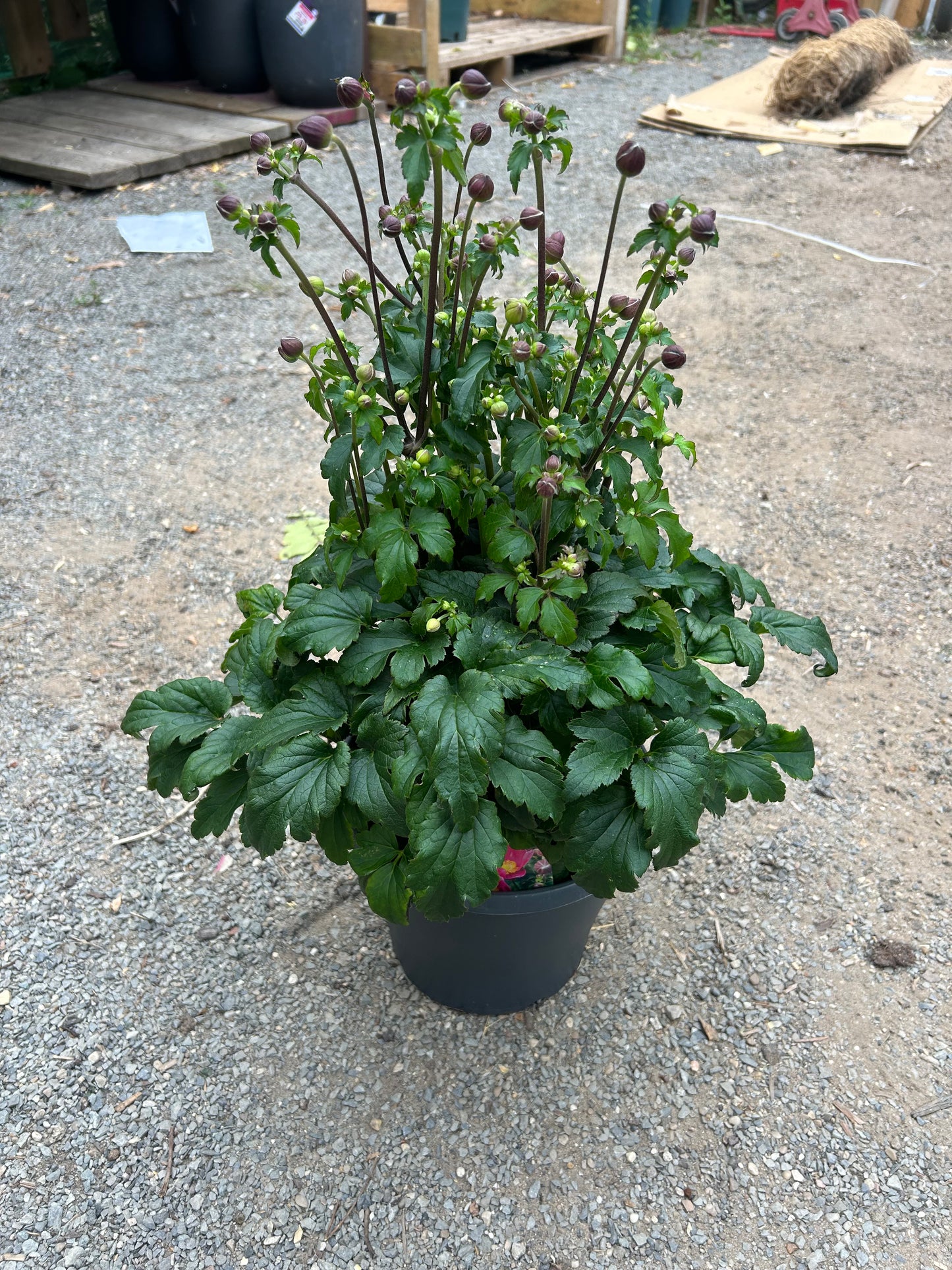 Anemone 'Emmy Deep Rose' 23cm diameter pot