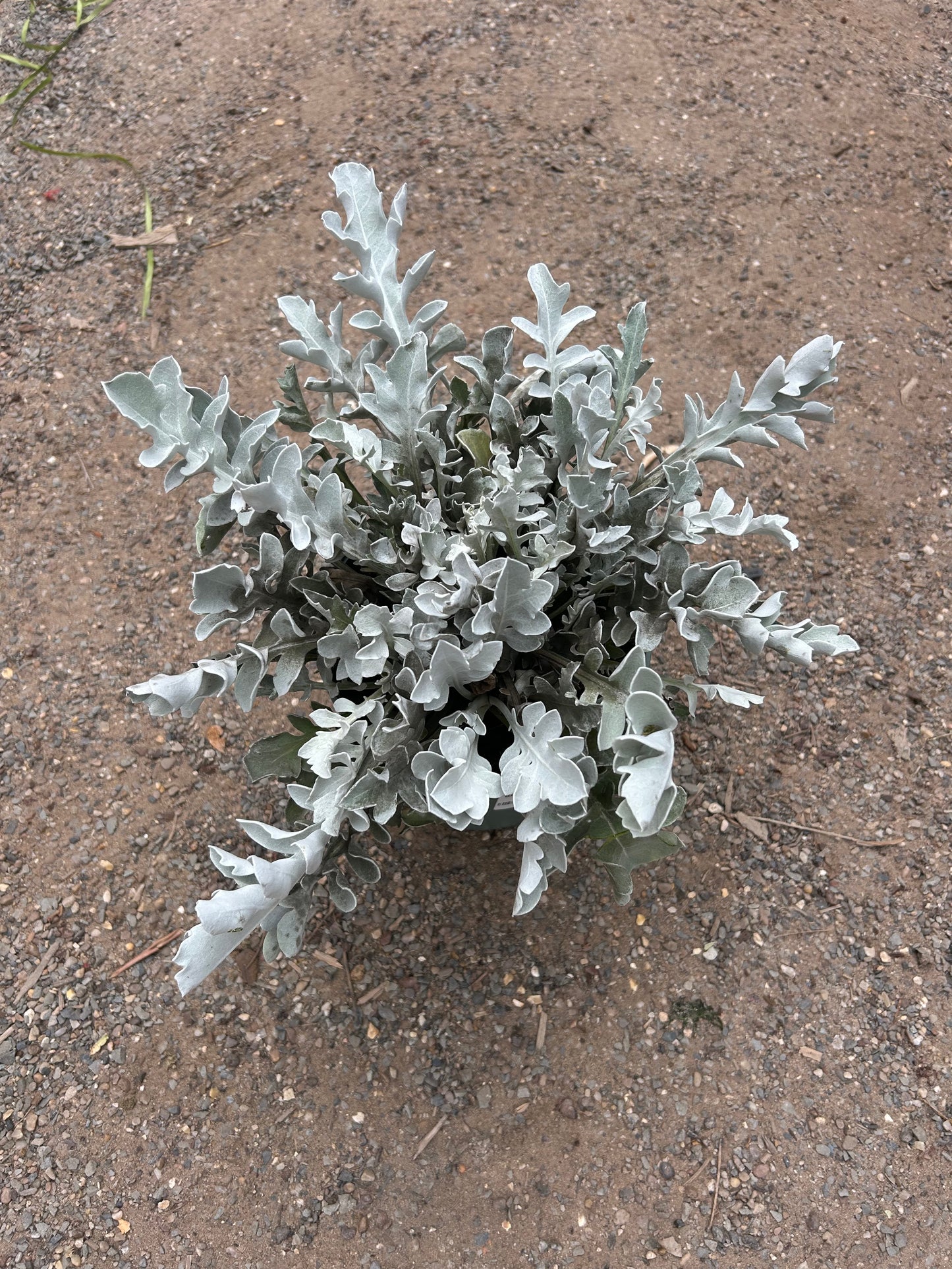 Centaurea ragusina 'Silver Swirl' 3ltr