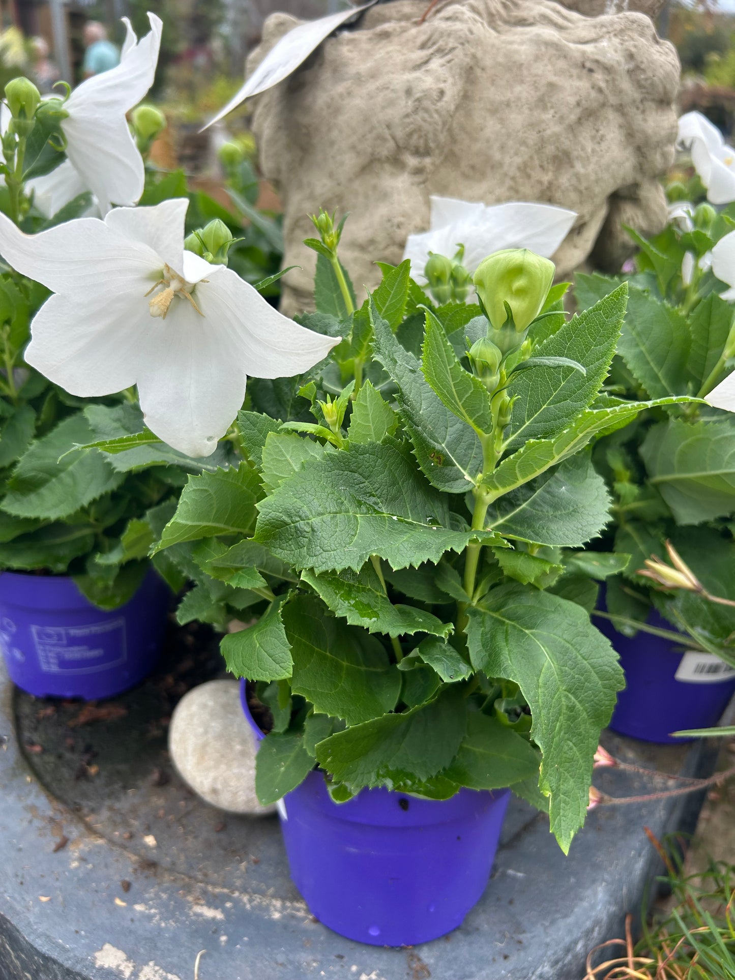 Platycodon 'White' 12cm