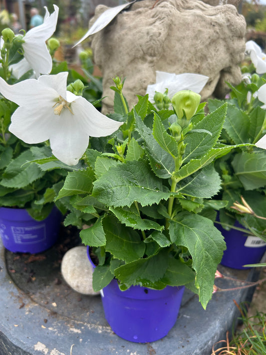 Platycodon 'White' 12cm