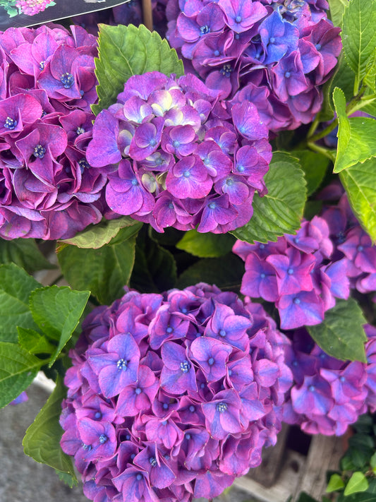 Hydrangea macrophylla 'Royalty Collection' Ningbo Purple 3.5L pot Mophead variety