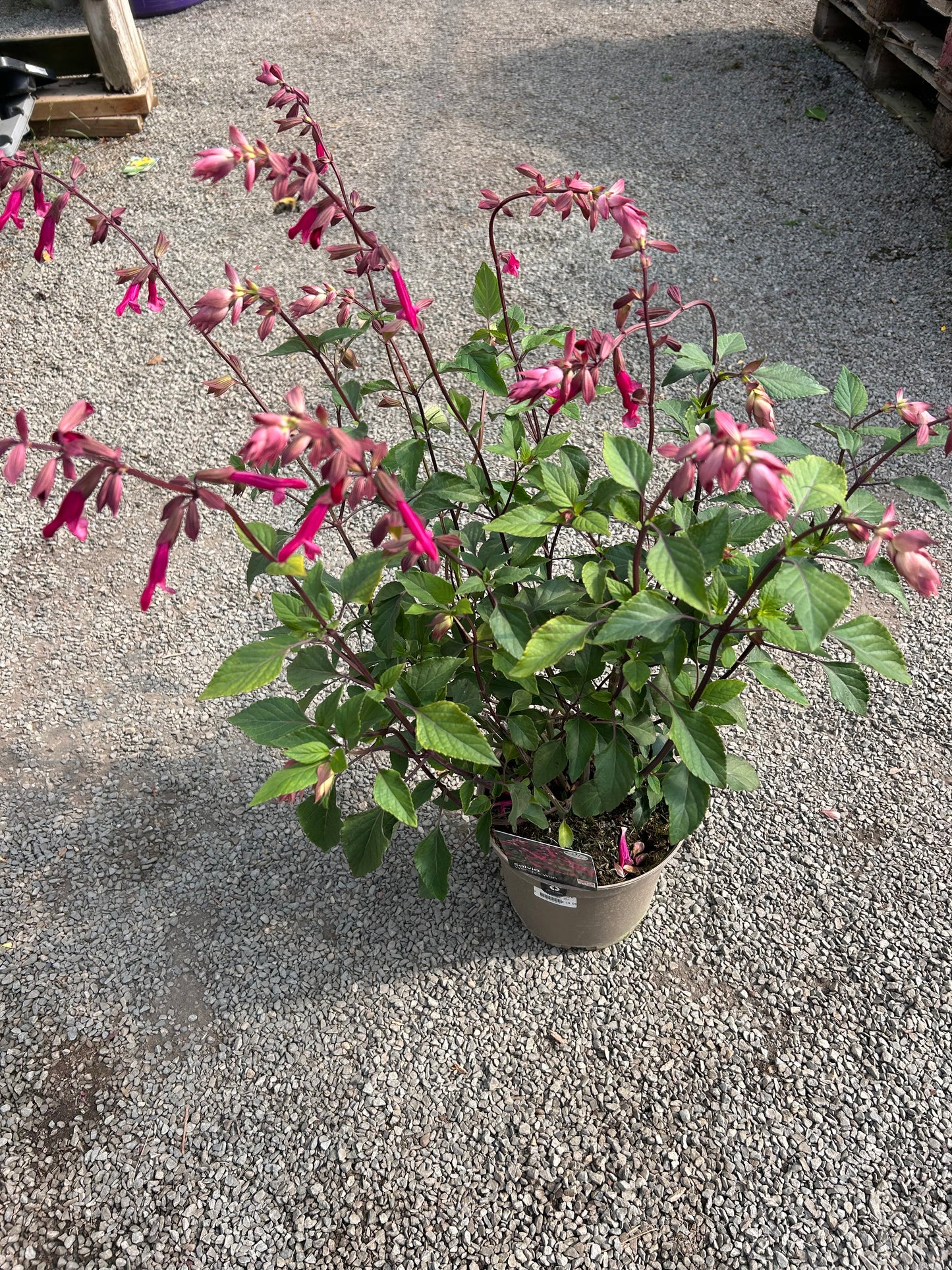 Salvia 'Wendy's Wishes' 3ltr pot