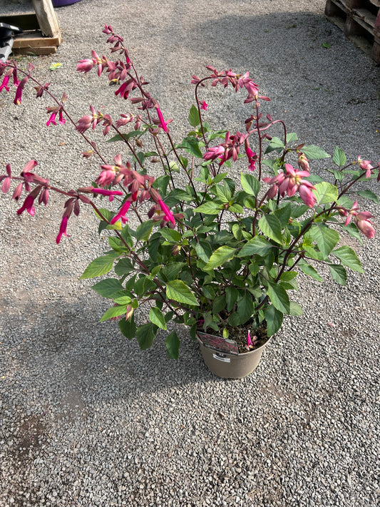 Salvia 'Wendy's Wishes' 3ltr pot