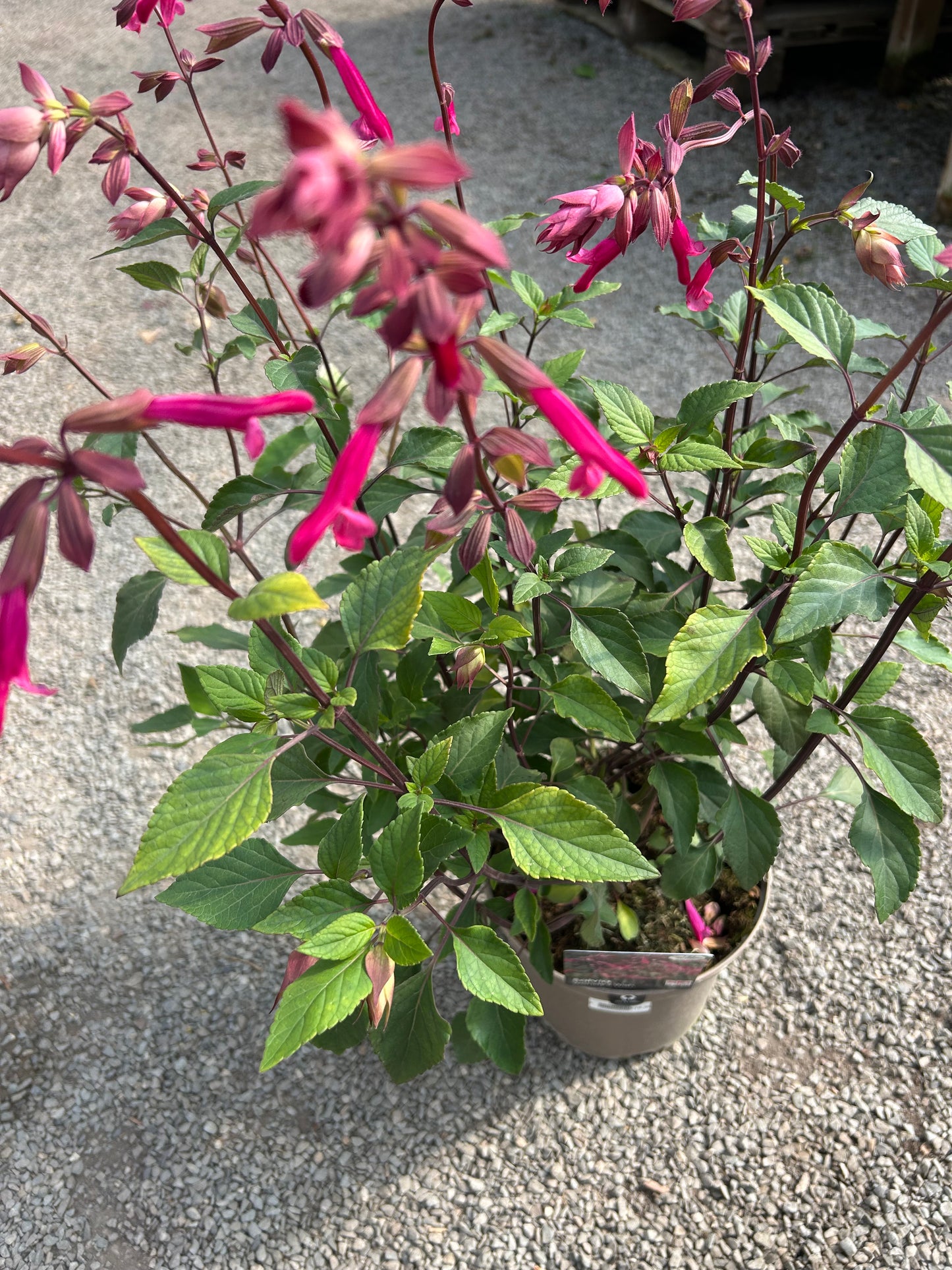 Salvia 'Wendy's Wishes' 3ltr pot