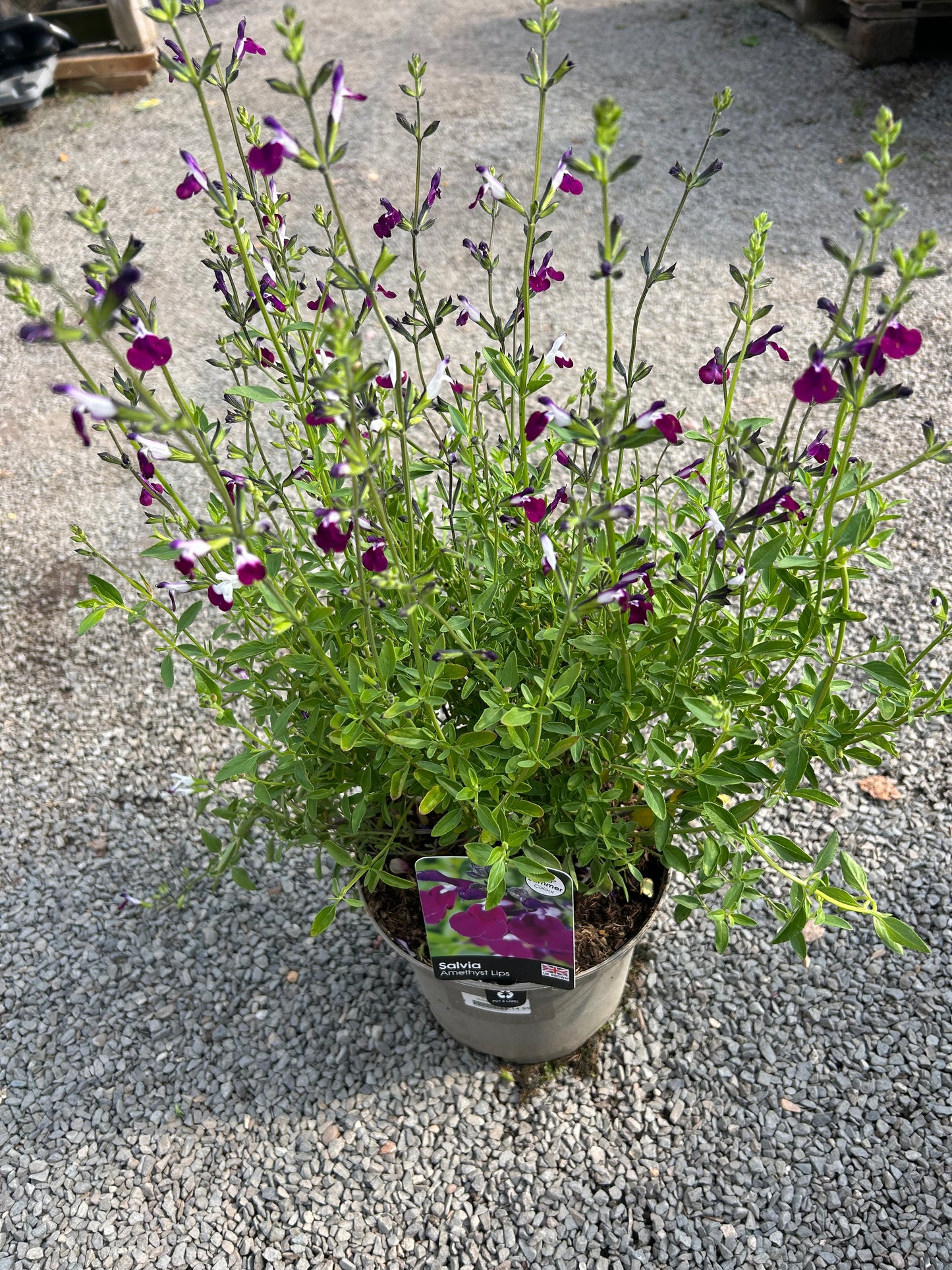 Salvia greggii 'Amethyst Lips' 3L