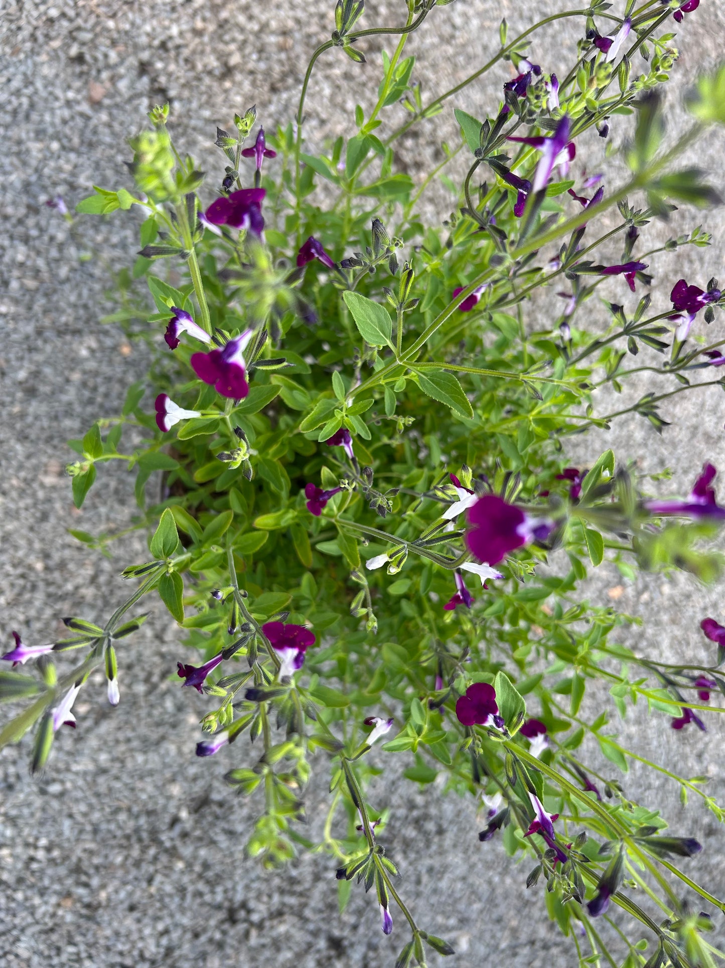 Salvia greggii 'Amethyst Lips' 3L