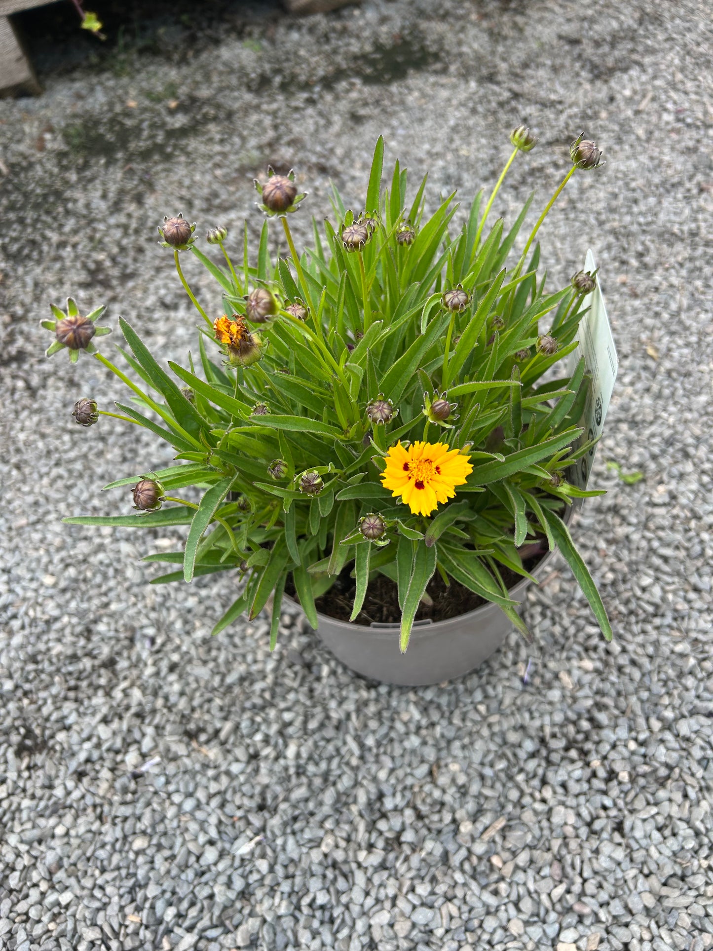 Coreopsis Sunfire 3ltr
