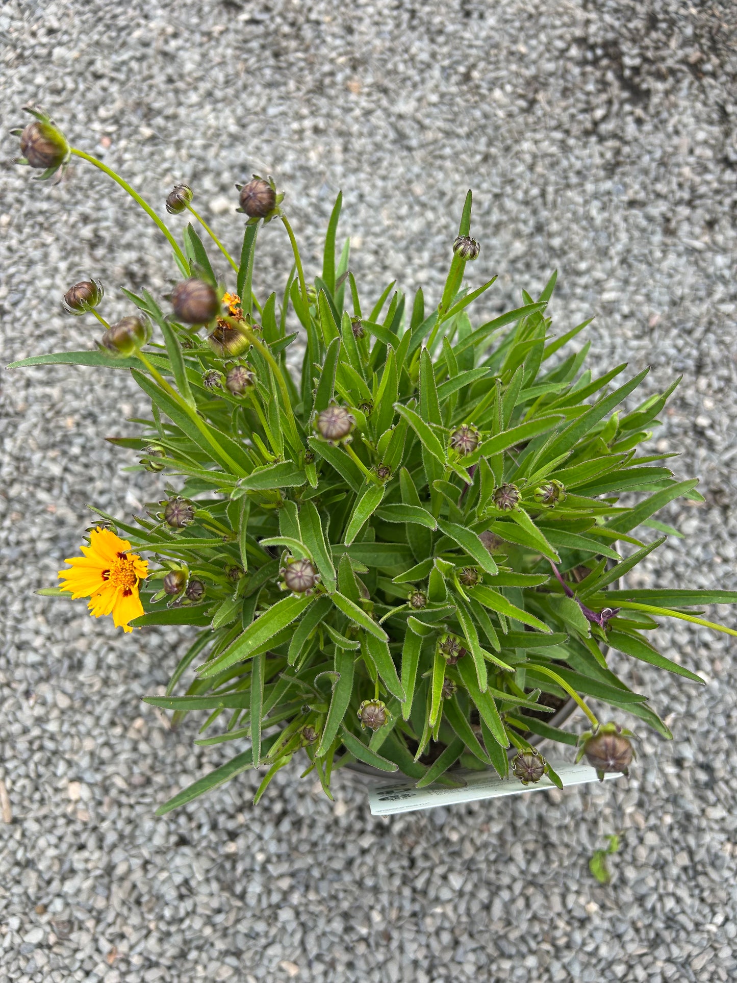 Coreopsis Sunfire 3ltr