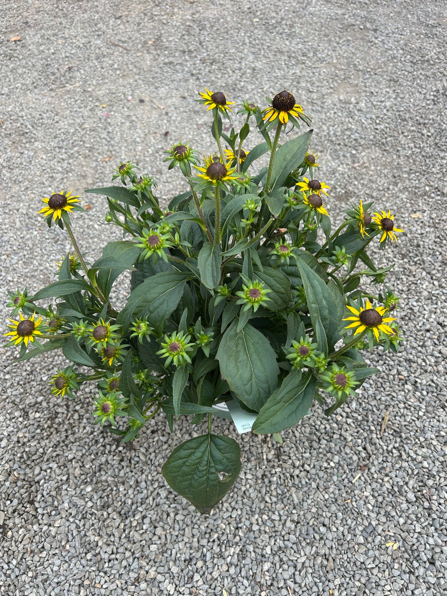 Rudbeckia fulgida Little Goldstar 3L