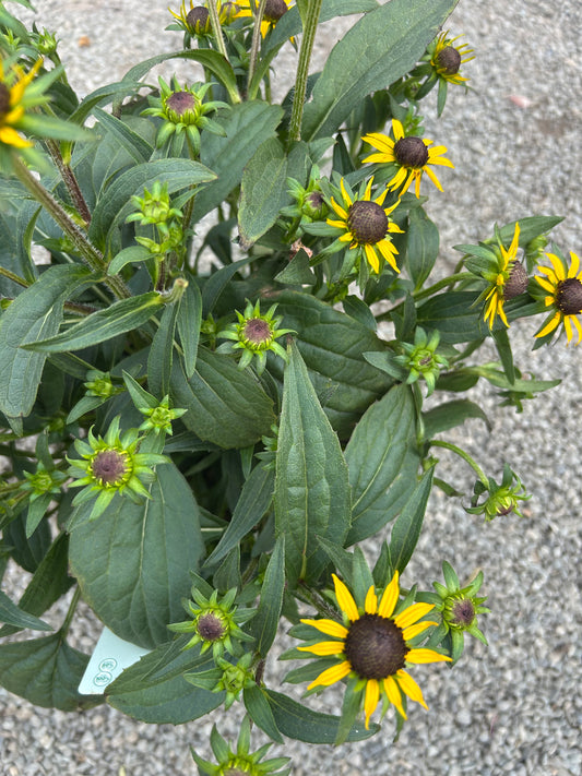 Rudbeckia fulgida Little Goldstar 3L