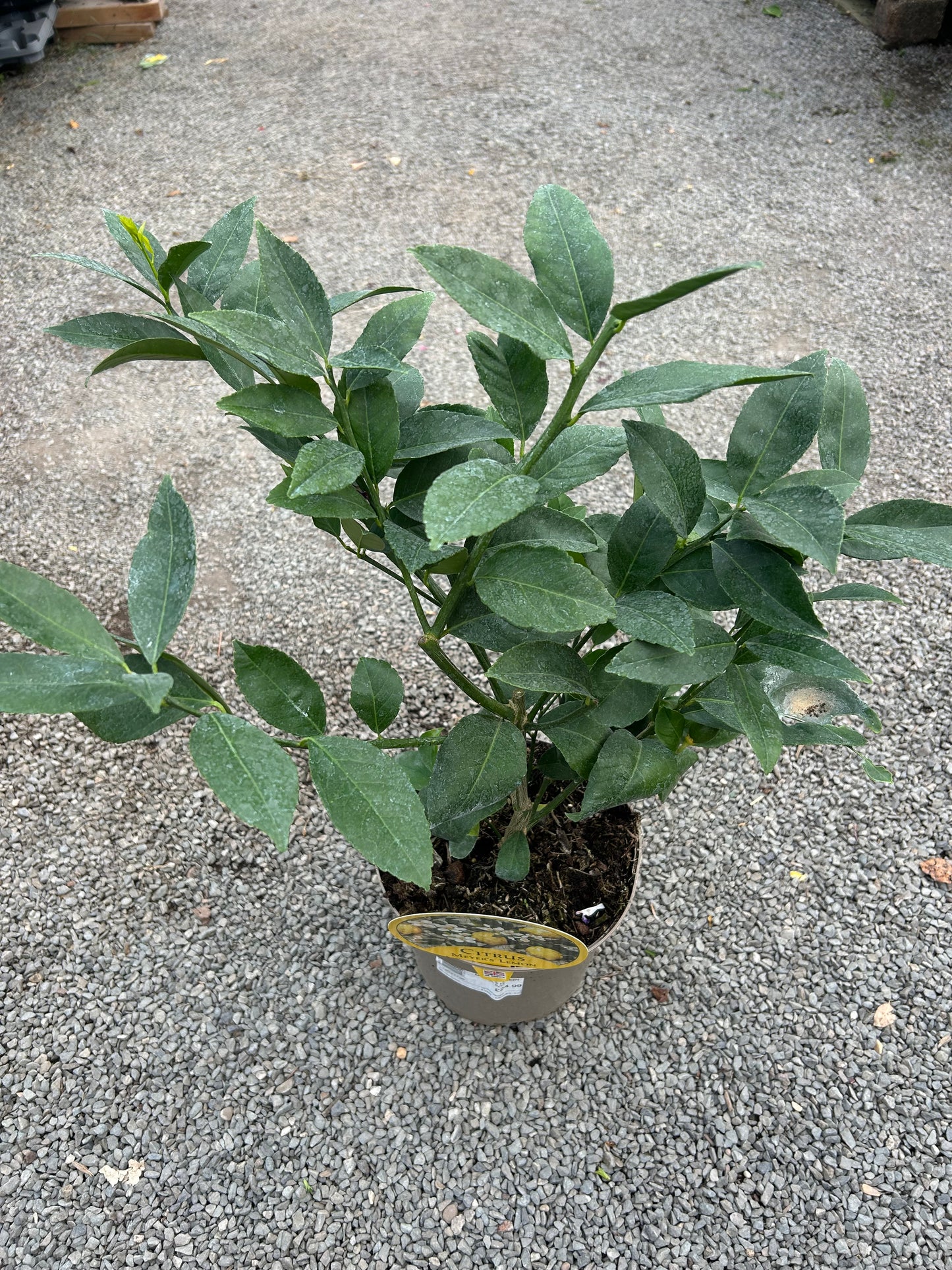 Citrus Lemon Meyers 3ltr