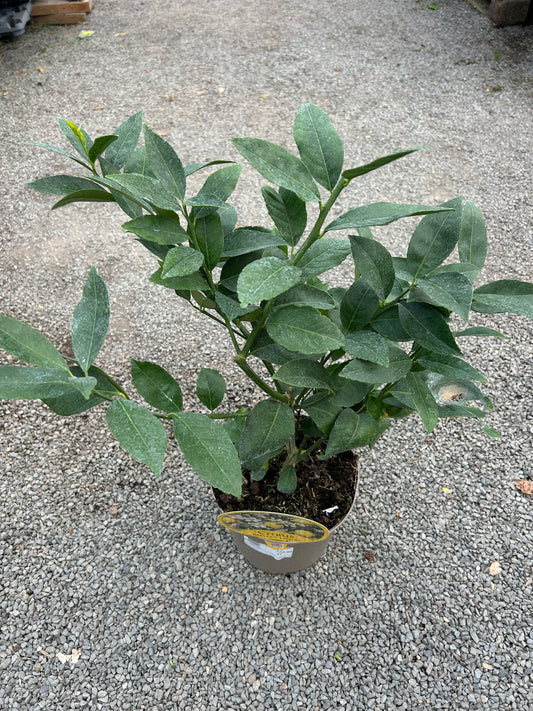 Citrus Lemon Meyers 3ltr