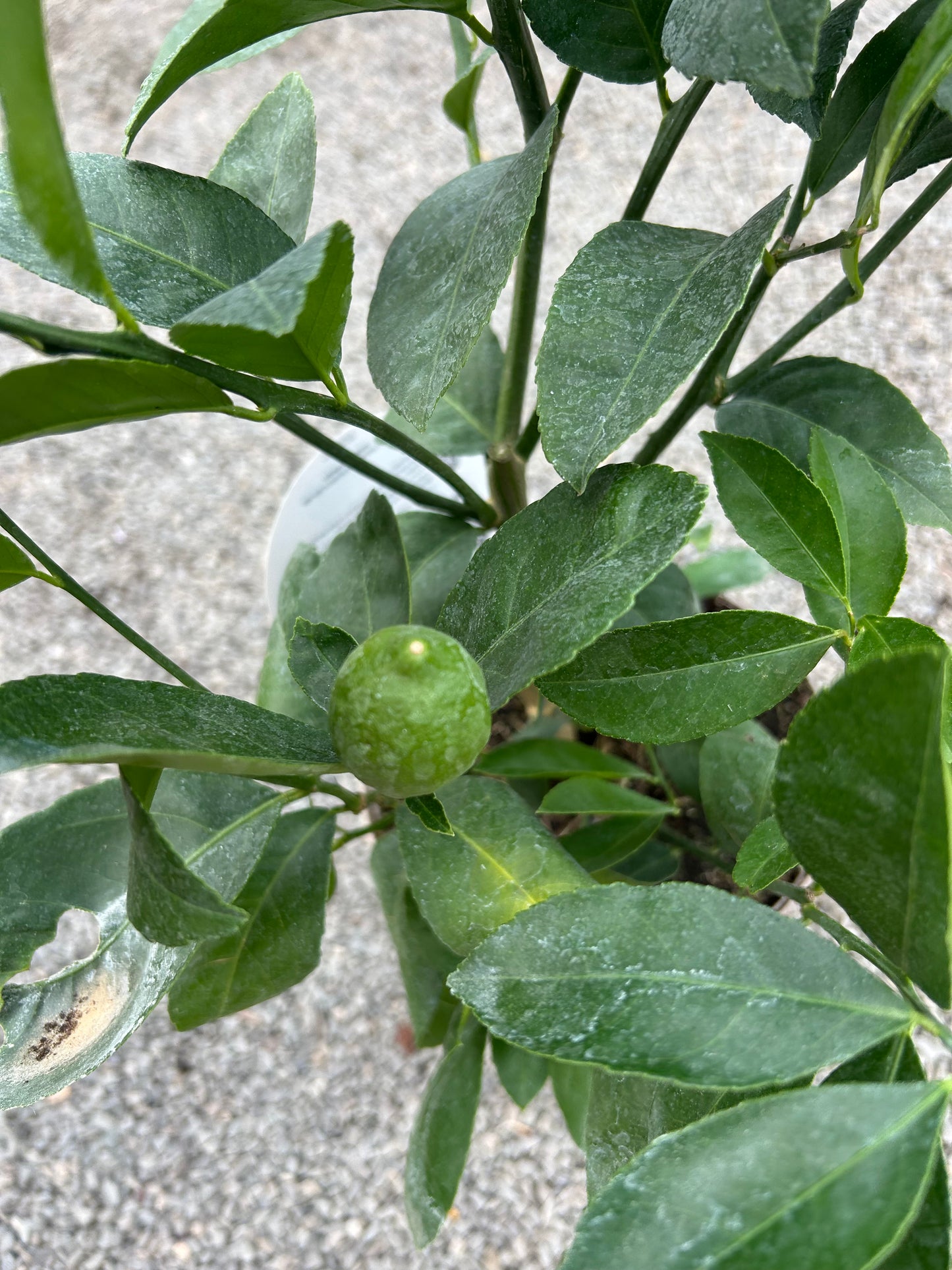 Citrus Lemon Meyers 3ltr