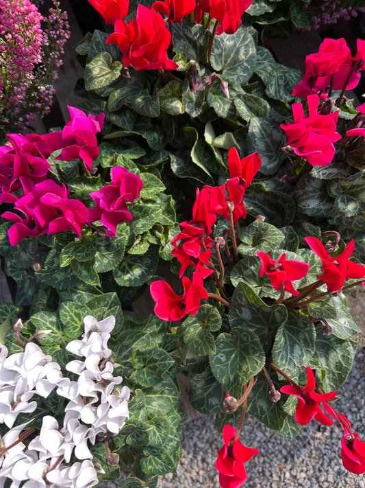 Cyclamen XL 10.5cm