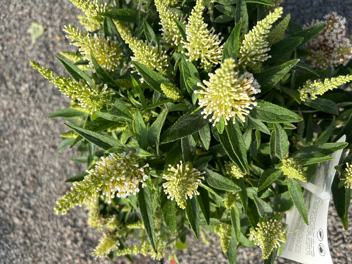 Buddleja Butterfly Candy 'Little White' C3
