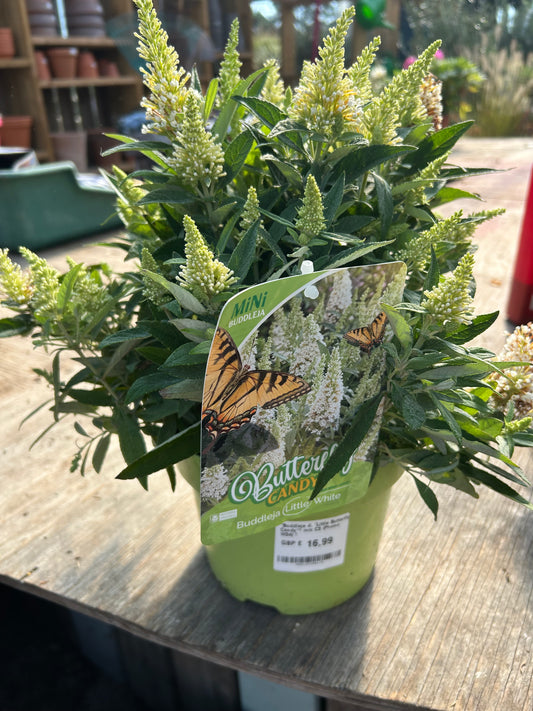 Buddleja Butterfly Candy 'Little White' C3