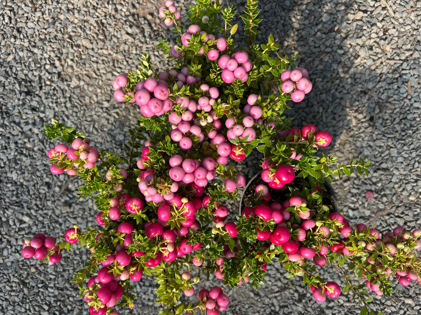 Pernettya Mixed 10.5cm