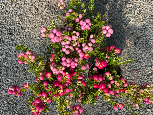 Pernettya Mixed 10.5cm