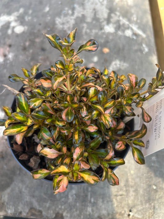 Coprosma Evening Glow 15cm pot