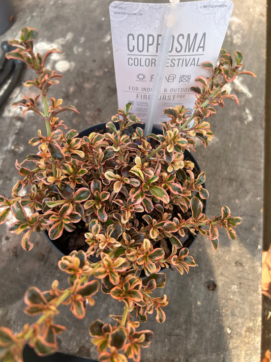 Coprosma Fireburst 15cm pot