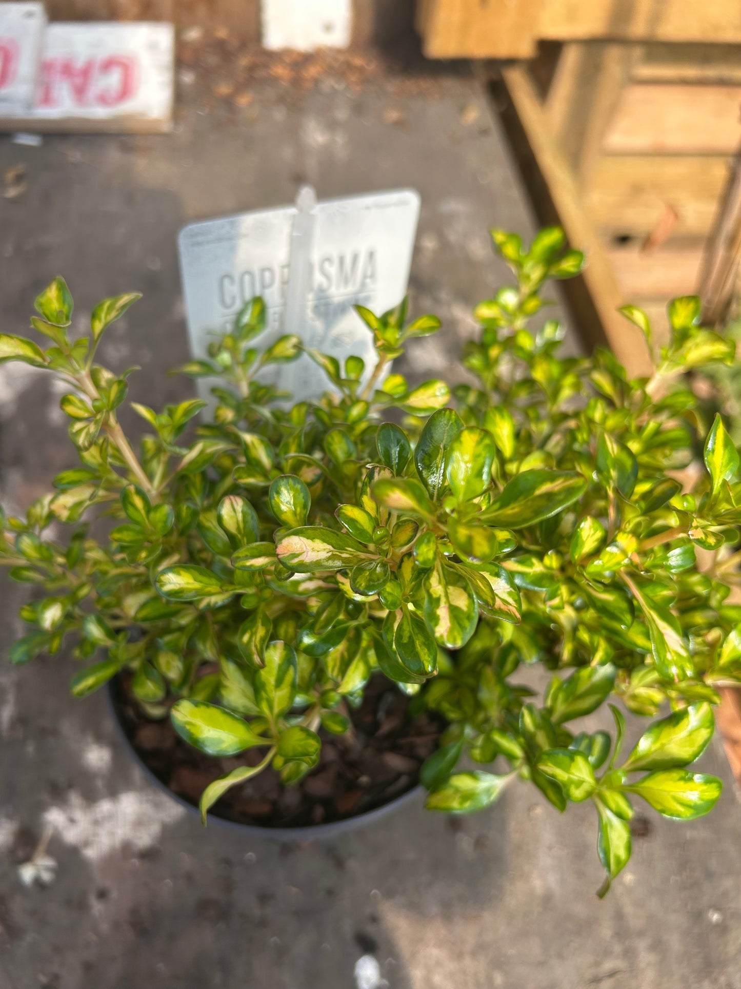 Coprosma Lemon & Lime 15cm pot