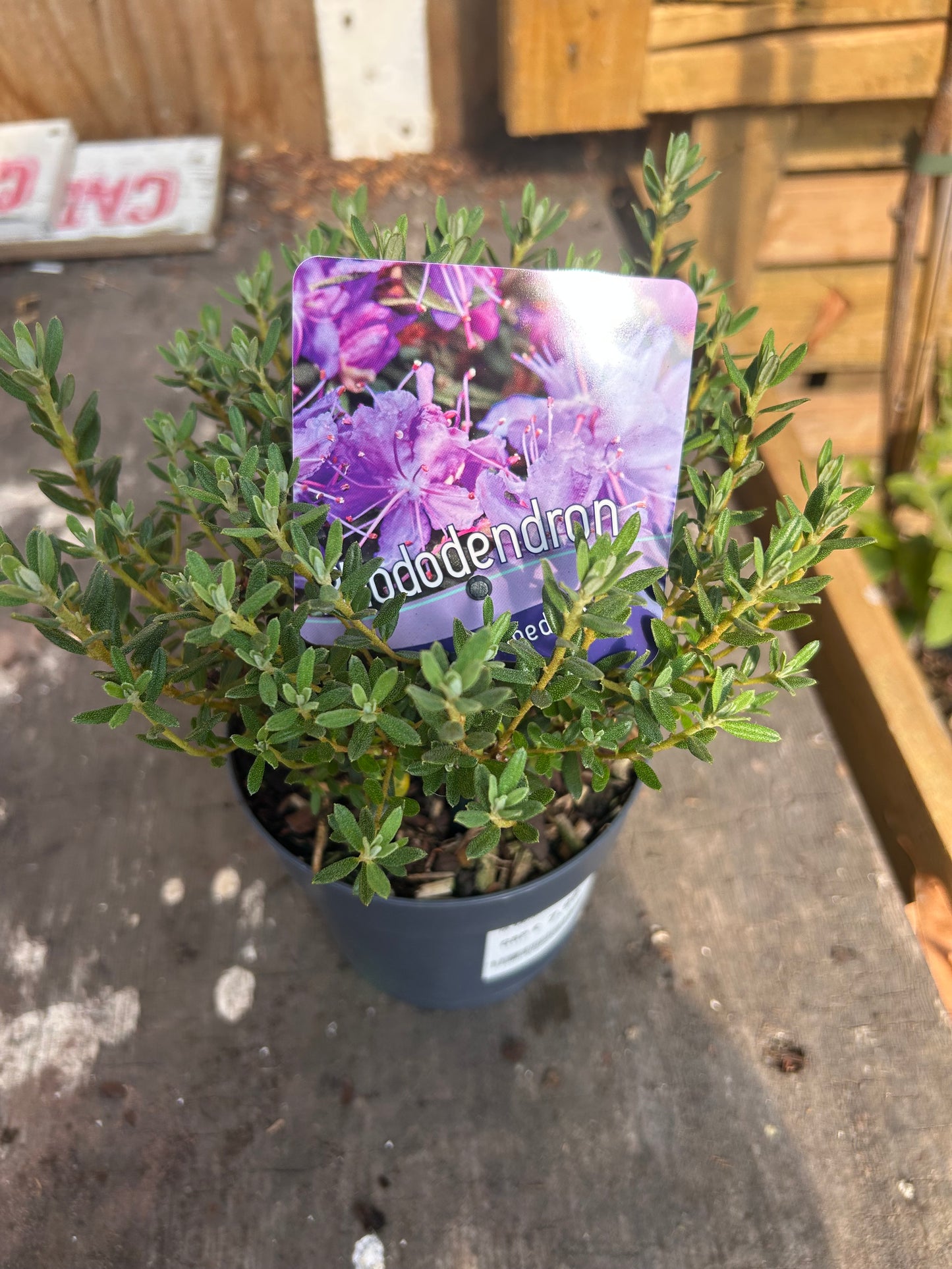 Rhododendron impeditum 13cm pot