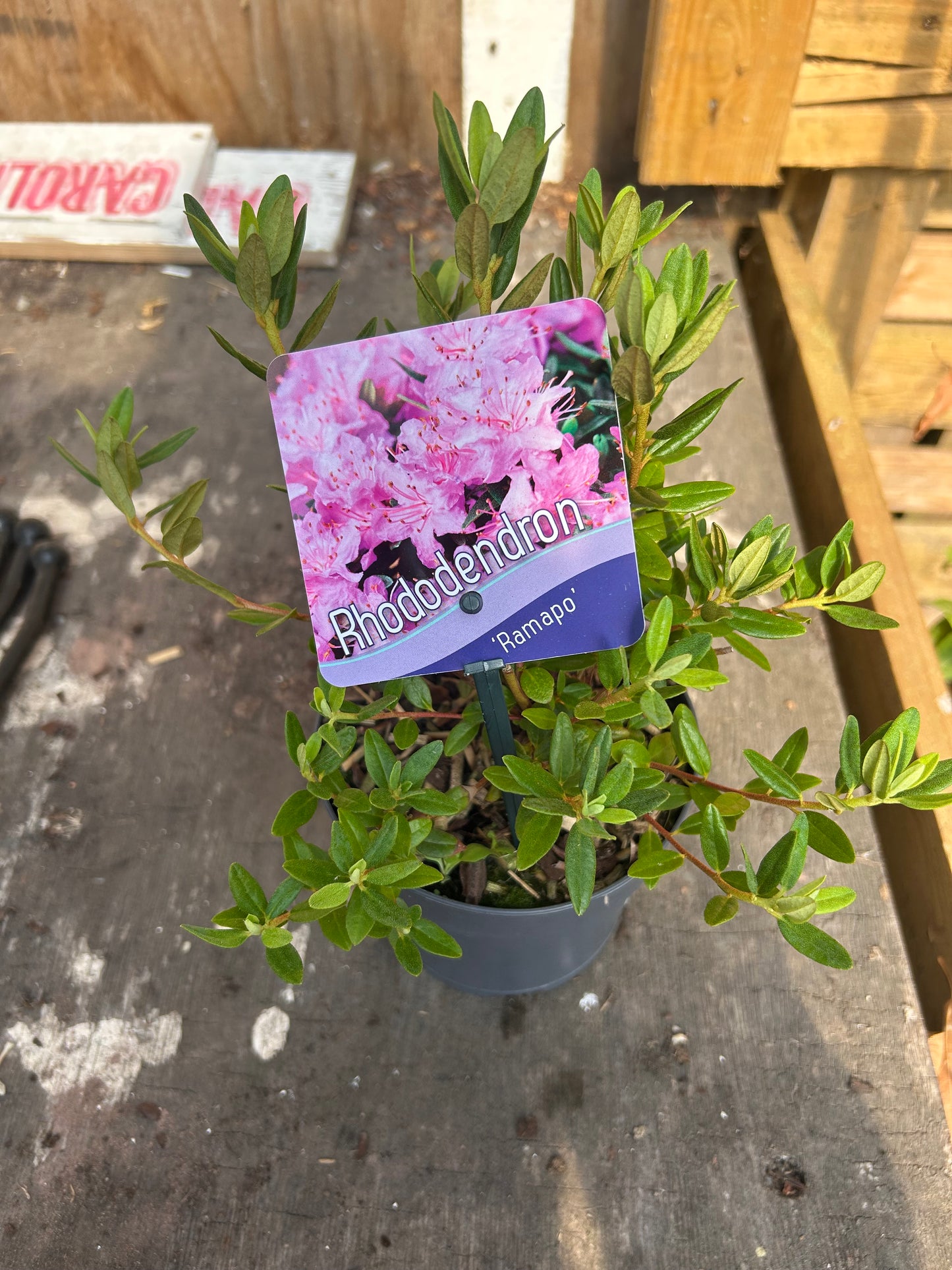 Rhododendron Ramapo 13cm pot