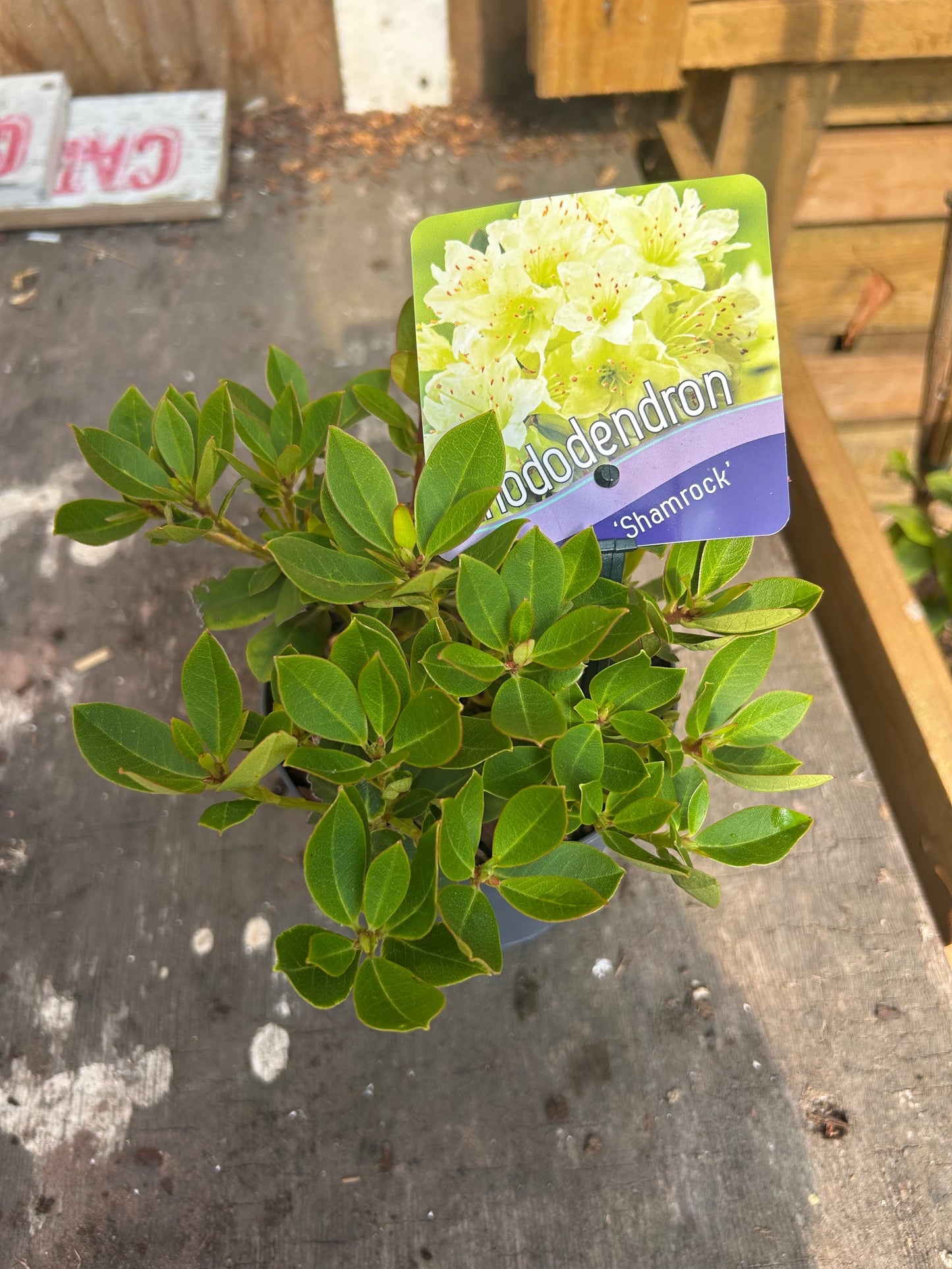 Rhododendron 'Shamrock' 15cm pot